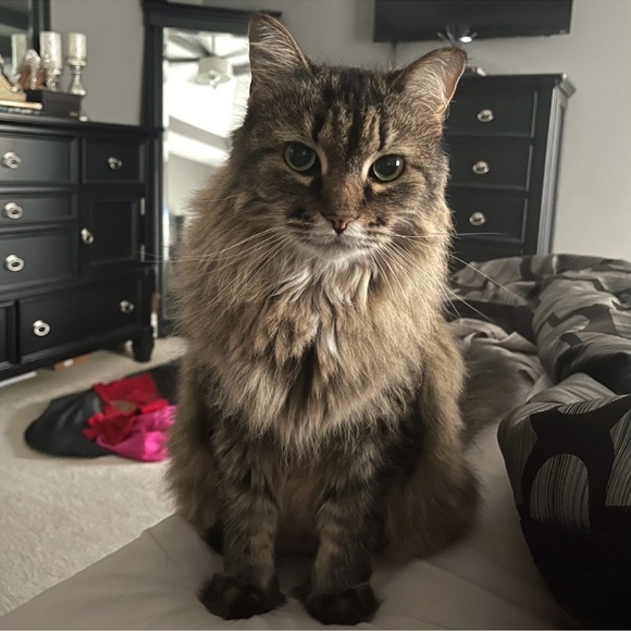 NWT Adidas Leopard/Cheetah Print Workout Shorts - Picture 10 of 10